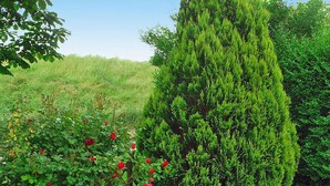 A garden with a tall coniferous tree, red roses, and a grassy hill in the background. - Ferienhaus, Friederikensiel (Wangerland)
