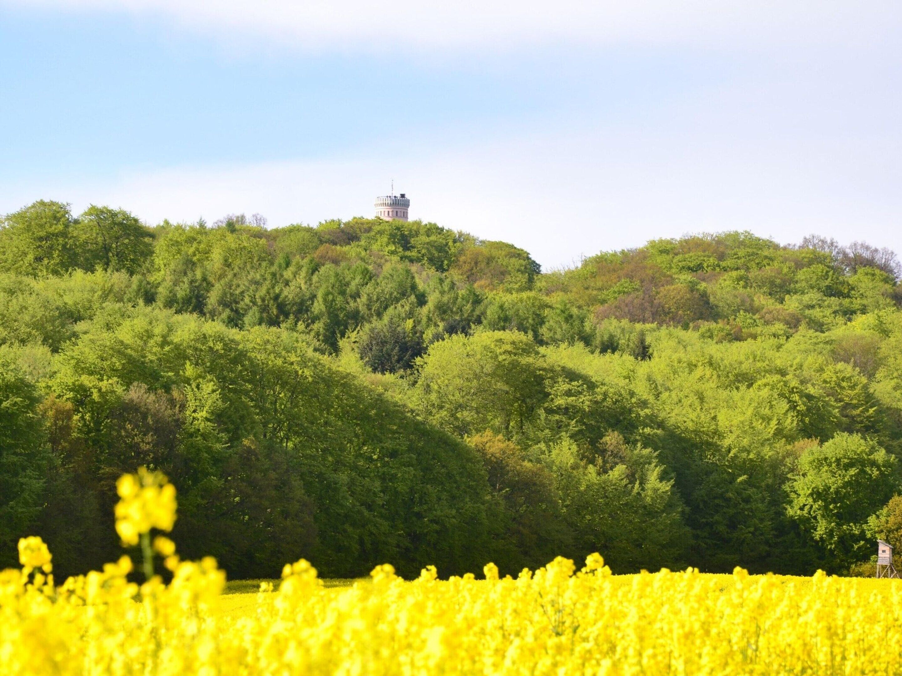 Een veld met gele bloemen op de voorgrond, met een heuvel in de verte.