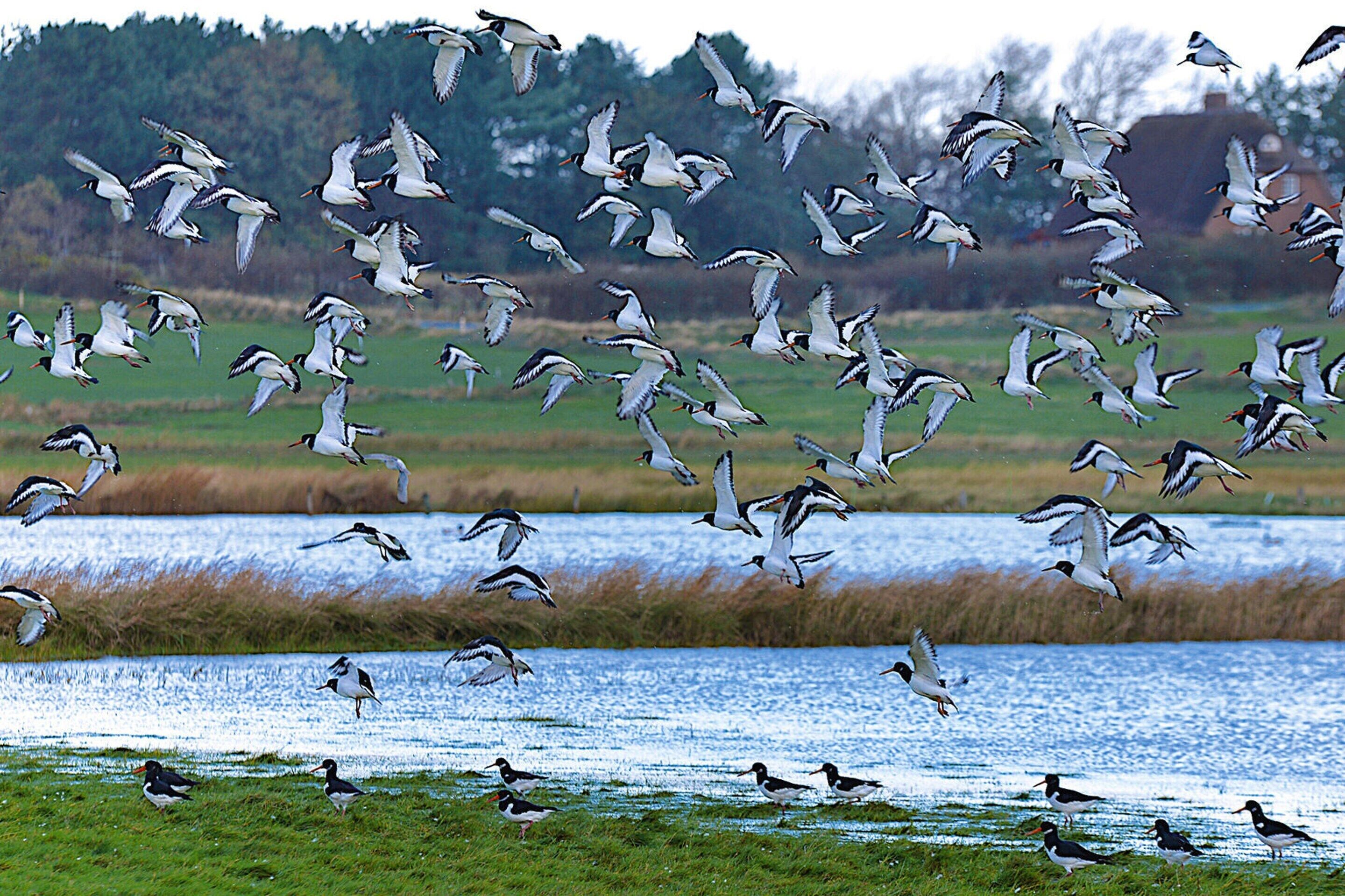 A flock of birds flying over a body of water with a grassy area and trees in the background.