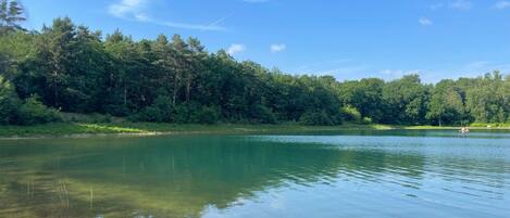 Un lago tranquilo rodeado de un bosque denso bajo un cielo despejado.