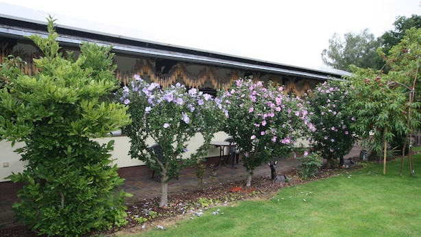 A garden with flowering trees and a building with a flat roof. - Reihenhaus in Lubben an der Spree (Lübben (Spreewald))