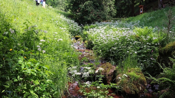 A lush, green hillside with a small stream running through it, surrounded by dense trees and wildflowers. - Wohnung Steinbach Nahe Skihalle Oberhof (Steinbach-Hallenberg)