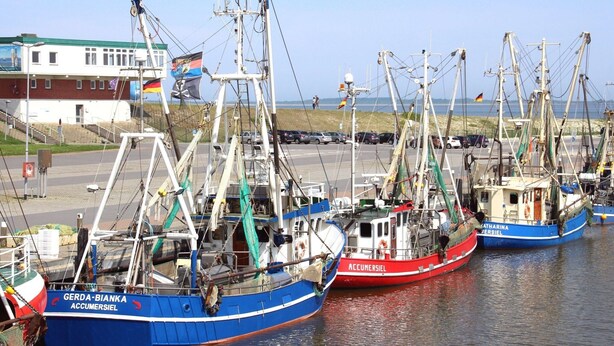 Meerdere vissersboten aanmeren in een haven, met een gebouw op de achtergrond.