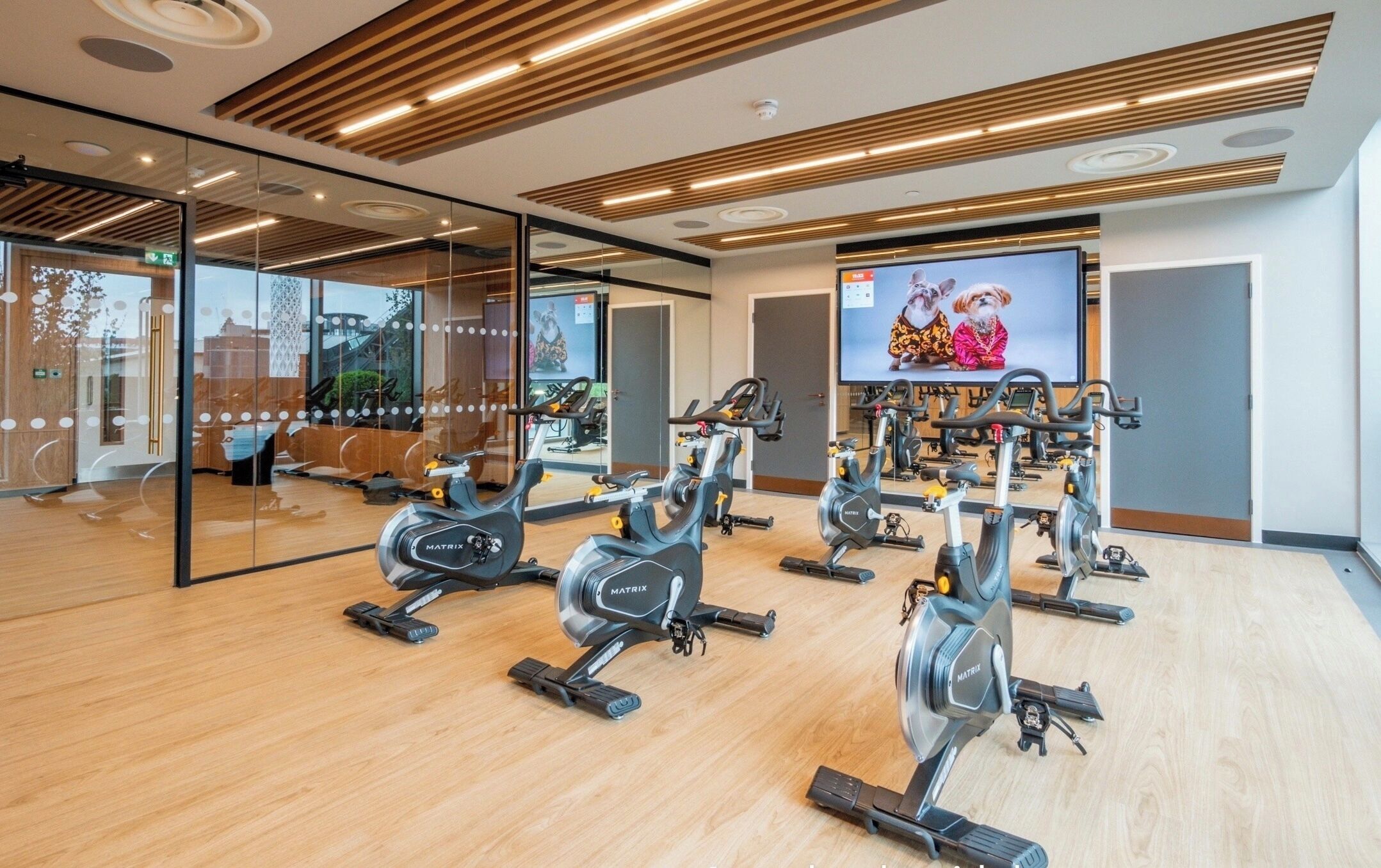 A gym with multiple stationary bikes, a large mirror, and a television displaying dogs.