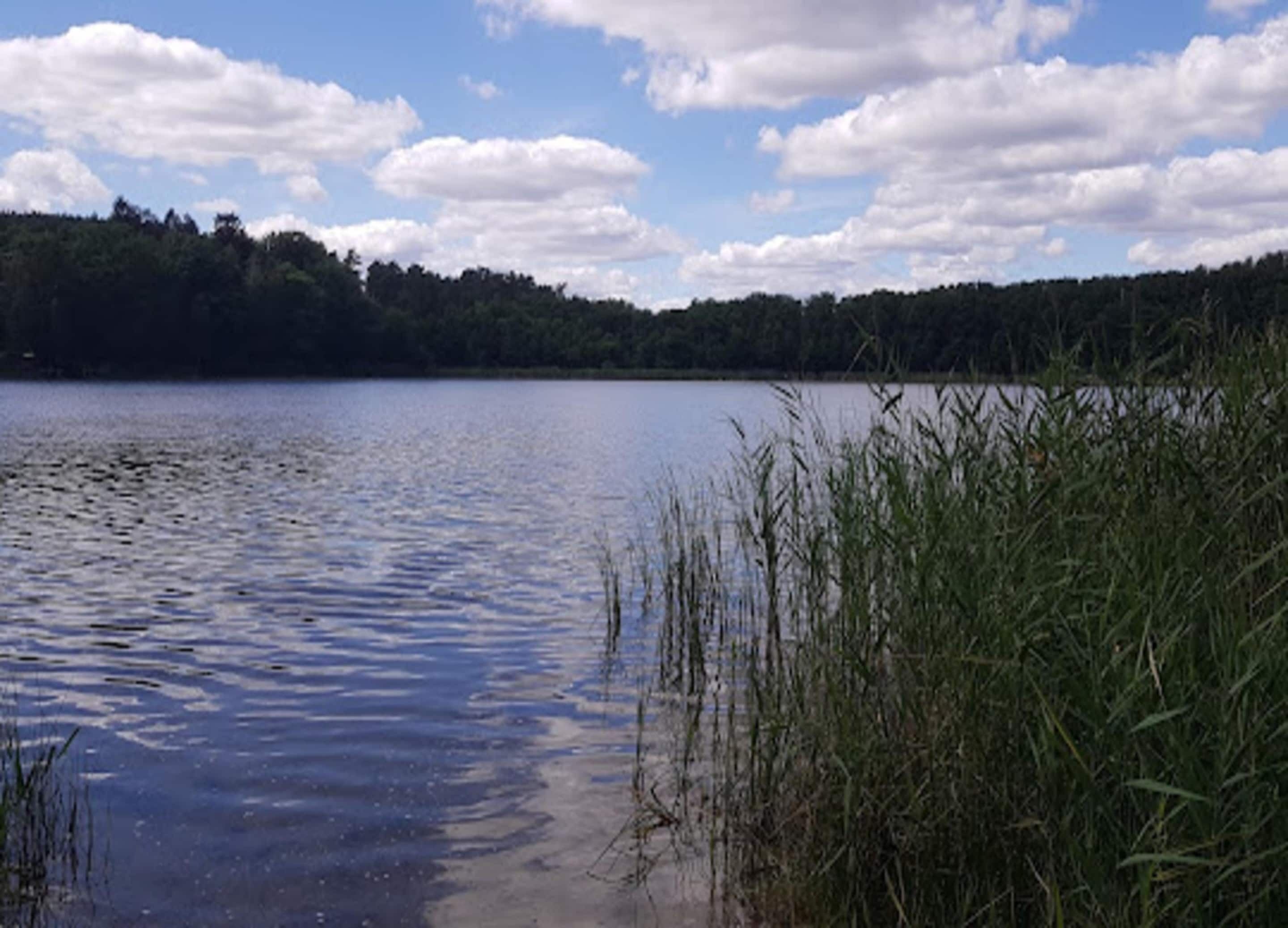 A calm lake with reeds in the foreground and a forested hill in the background.