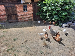 Garden - Ferienwohnung am Oase am Vilzsee (Mirow)