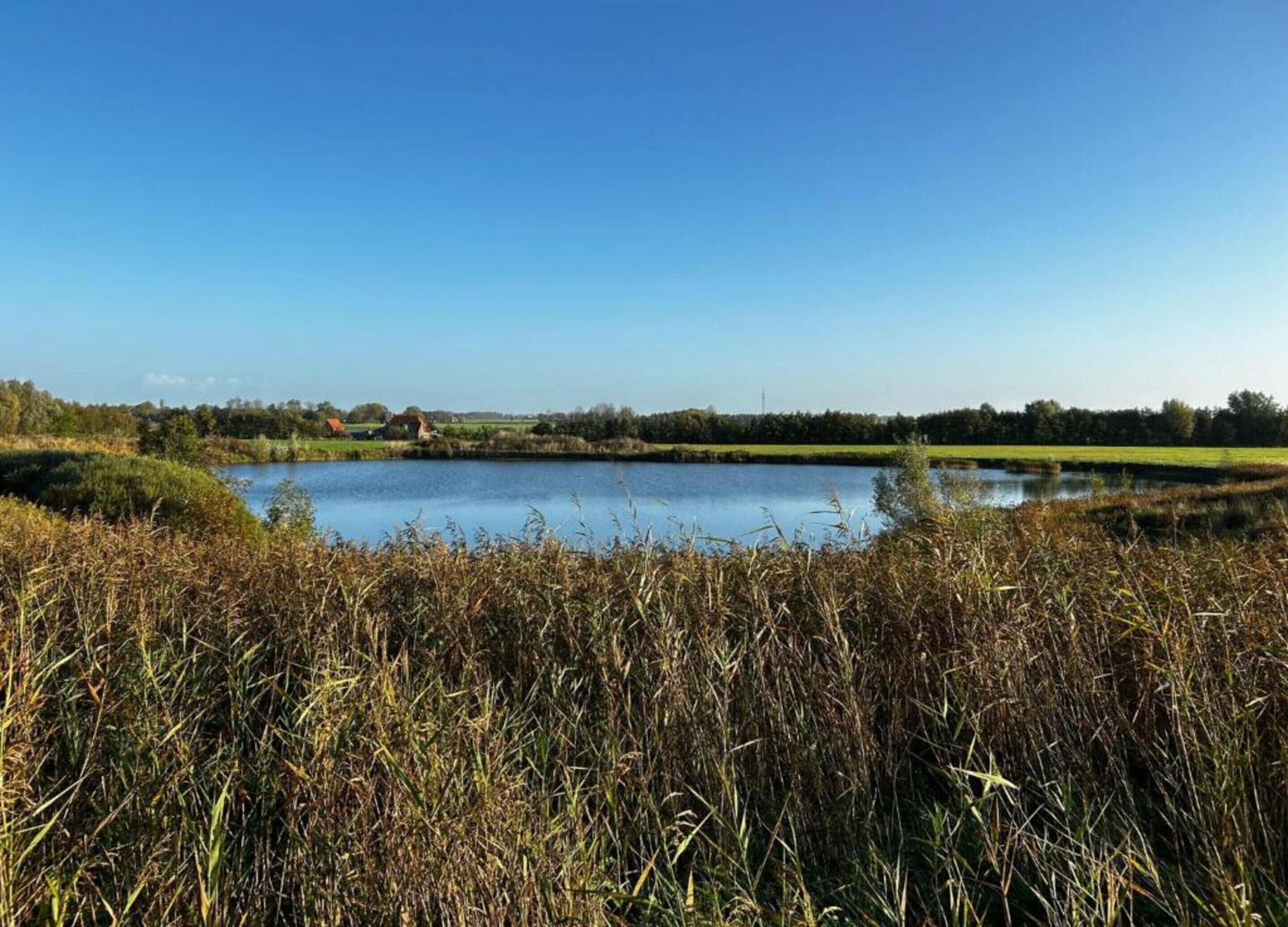 Un paysage paisible avec une vaste étendue d’eau, entouré d’herbes hautes et surplombé d’un ciel bleu clair.