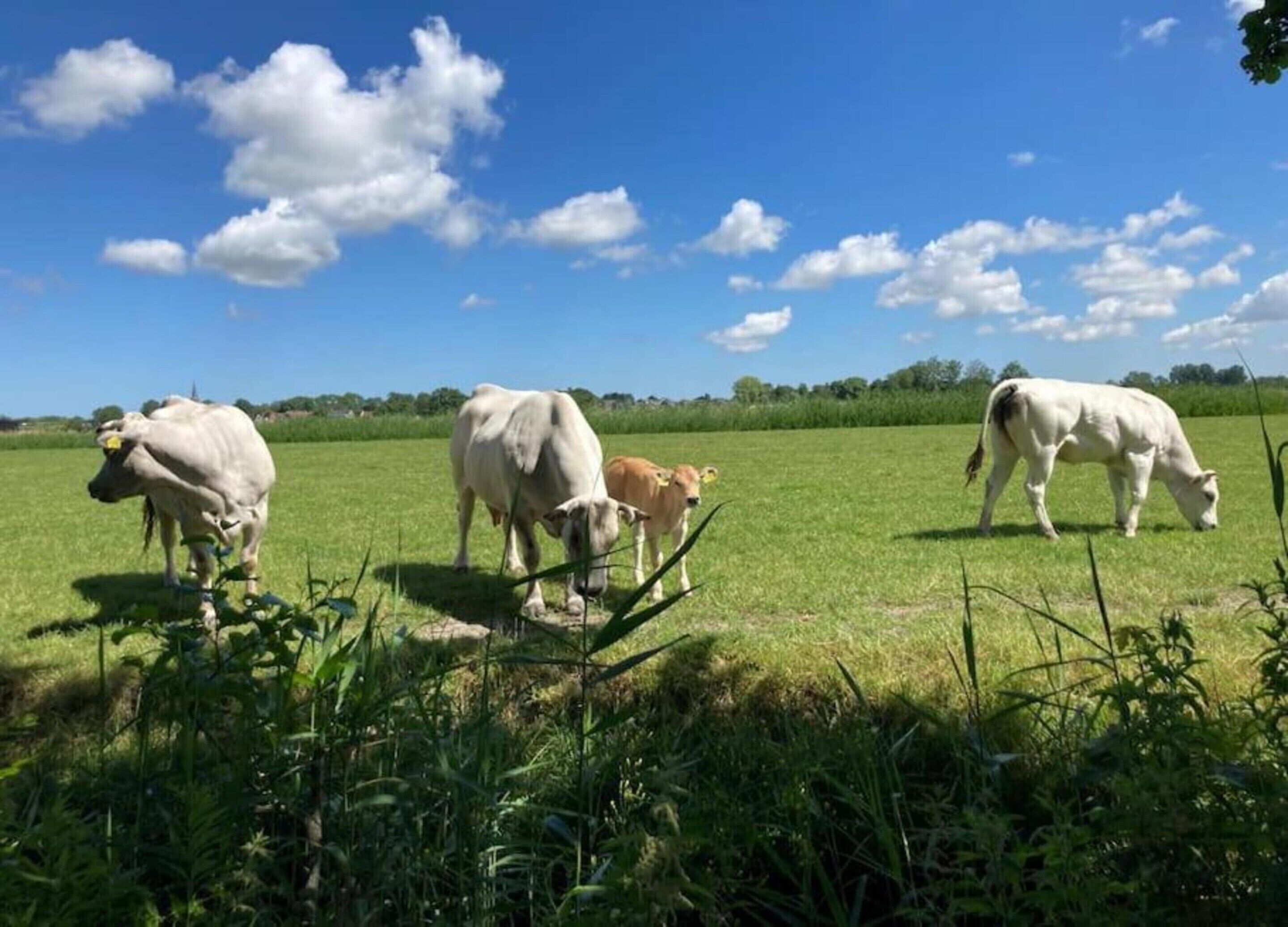 A field with three cows grazing under a clear blue sky.