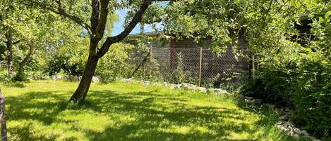 A grassy yard with a tree and a chain-link fence.