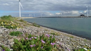 A coastal landscape with wind turbines and a rocky shoreline with wildflowers. - Holiday Home Wissenkerke Near Nature Reserve (Wissenkerke)