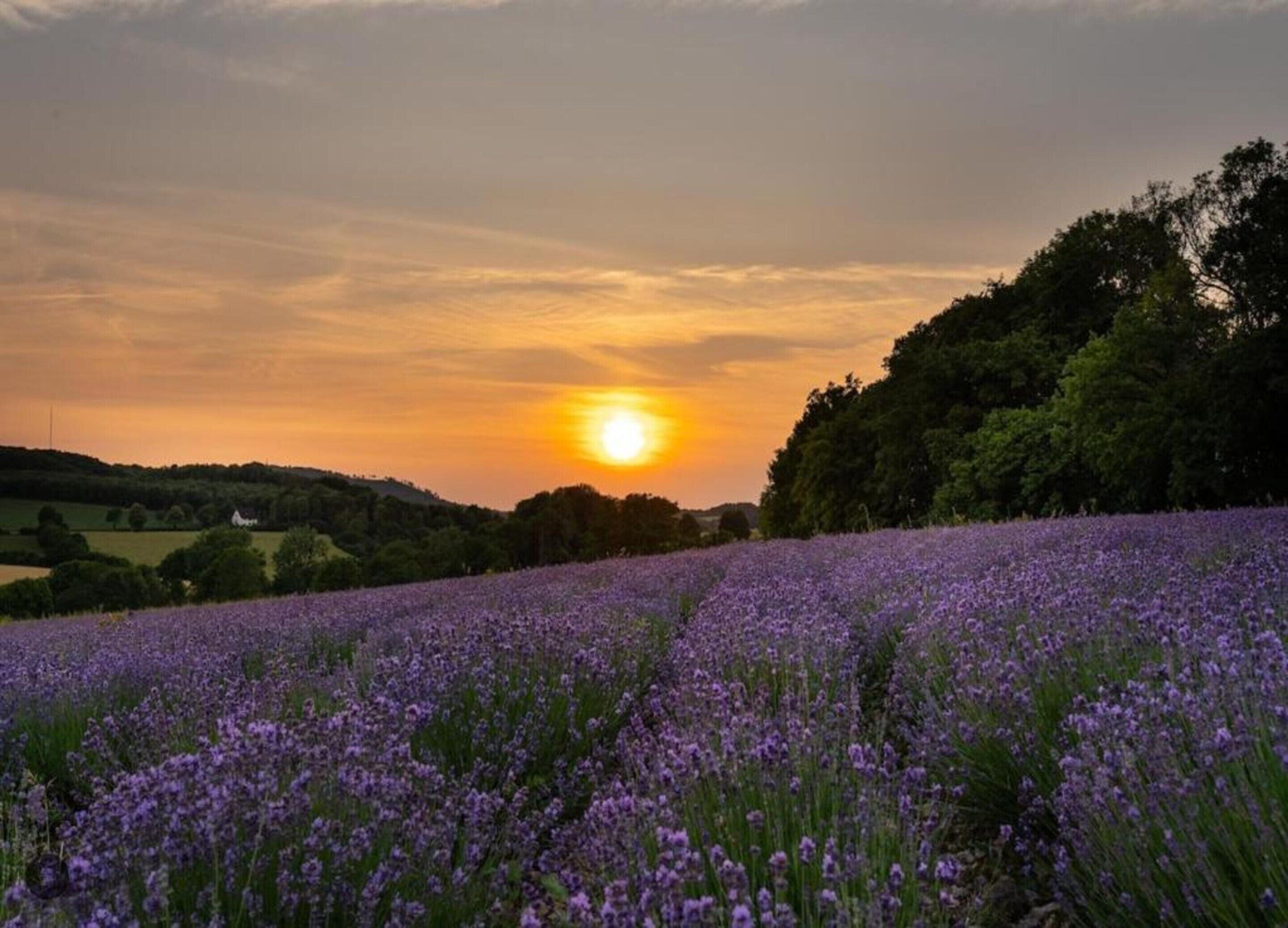 Un champ de lavande au coucher du soleil, sous un ciel dégagé.