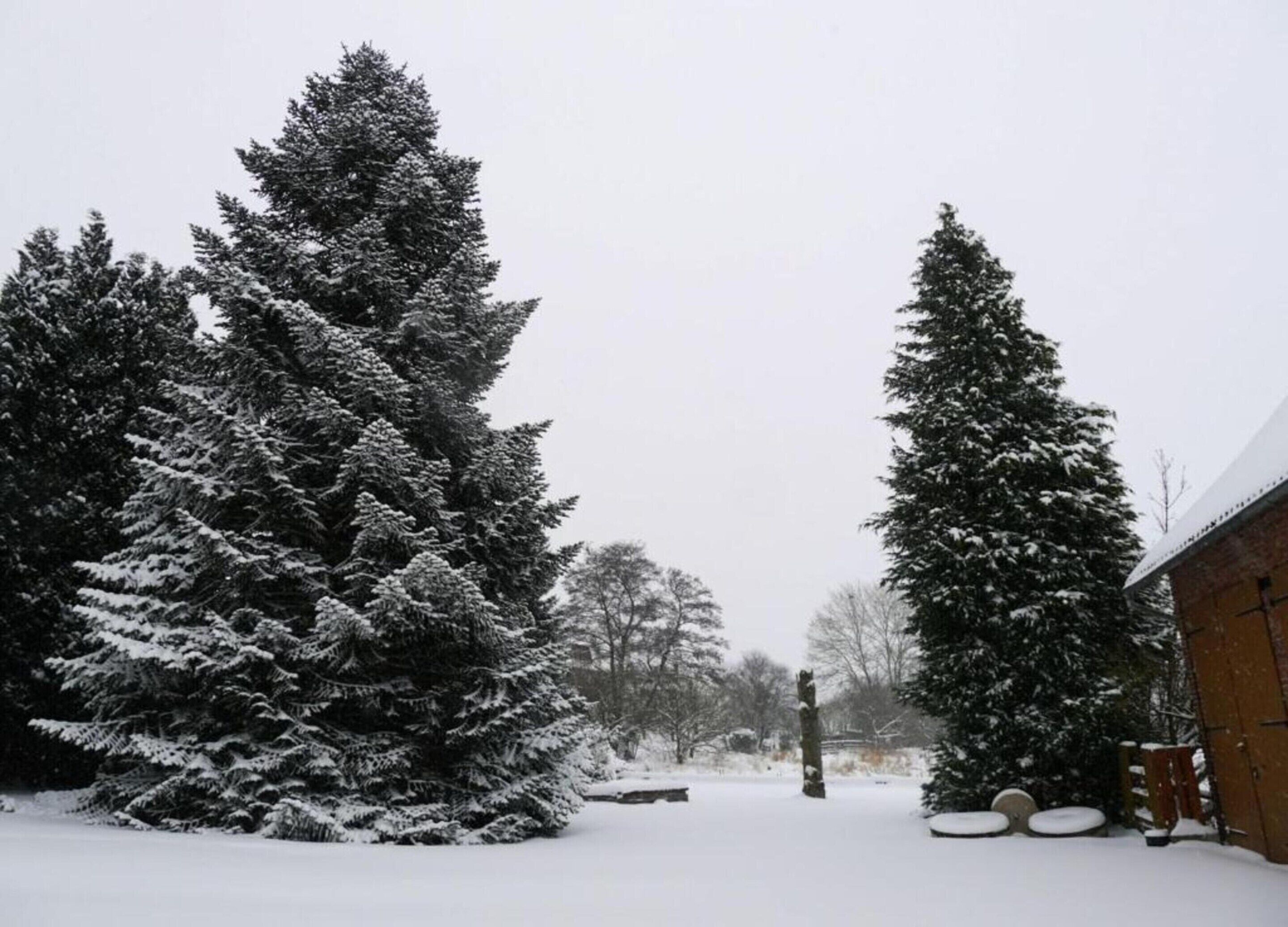 Un paysage enneigé, avec de grands arbres à feuilles persistantes et un bâtiment en bois.