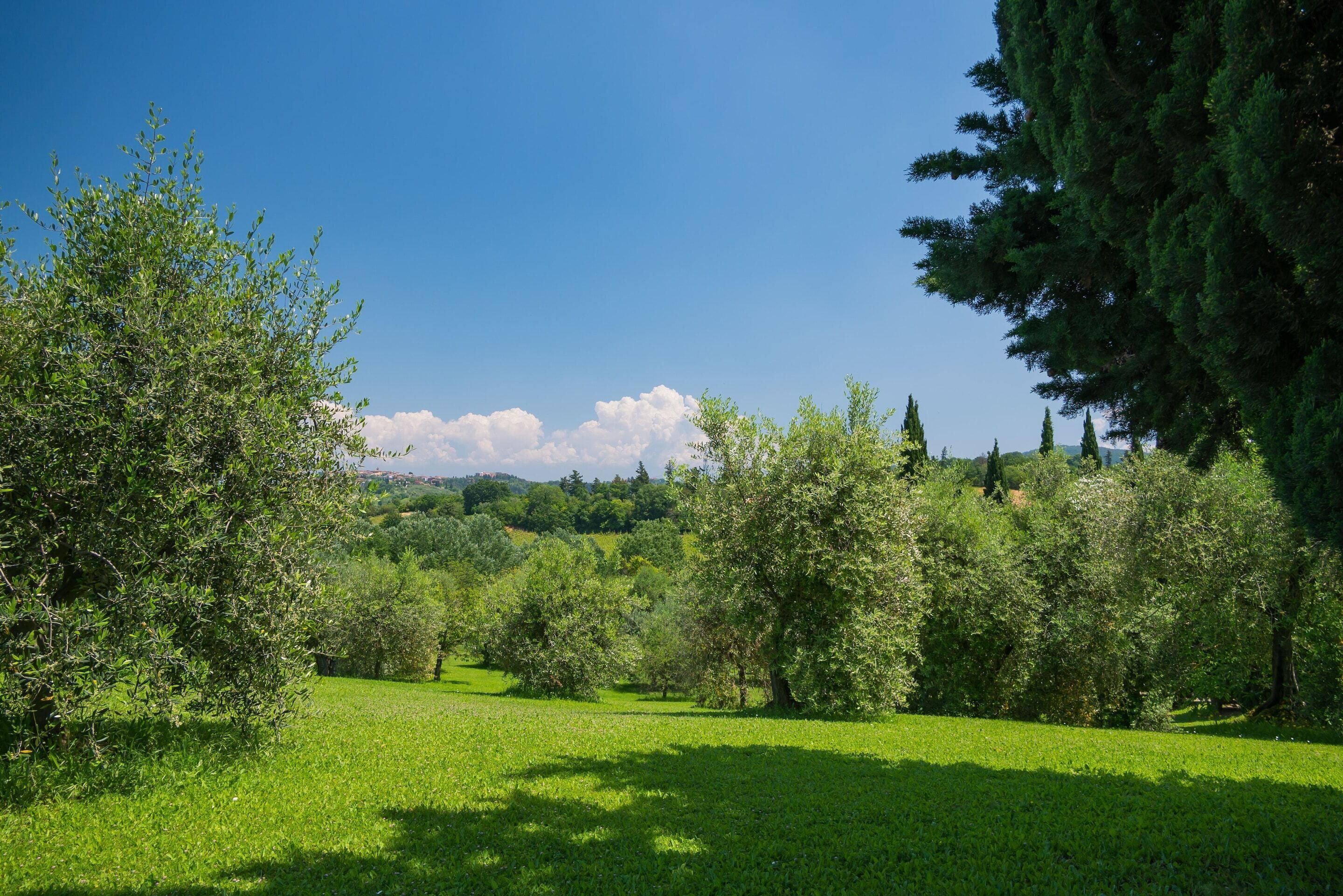 A lush green landscape with trees and a clear blue sky.