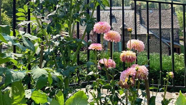 A garden with pink flowers and a view of a mountain. - Character gîte at the foot of Puy Mary in le Falgoux (Le Falgoux)