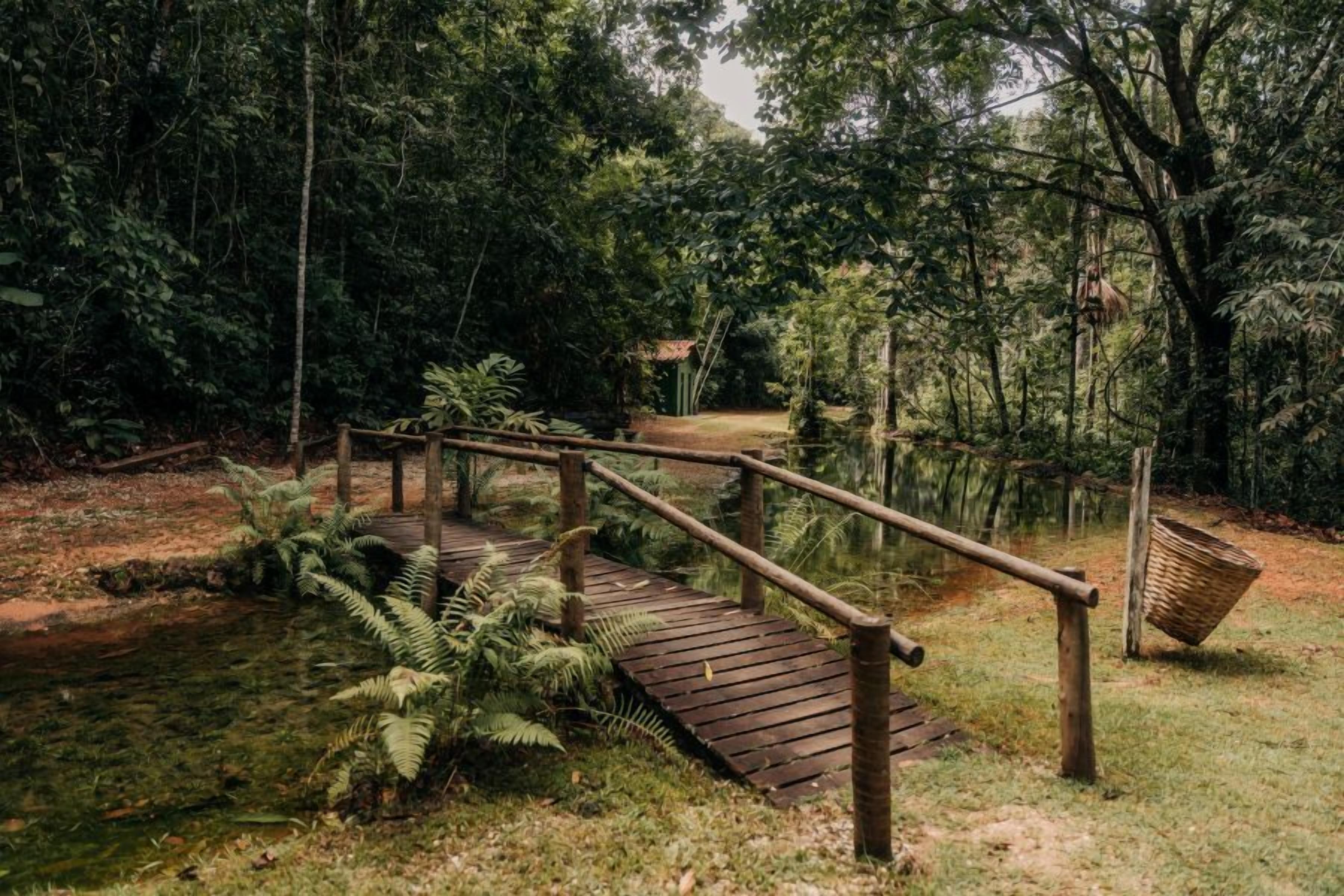 Un puente de madera en un área boscosa con una cesta colgando de un árbol.
