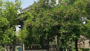 Ảnh chưa phân loại, 3 trong số 52 ảnh, nút