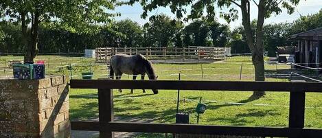A wooden bench with a metal bottle and glass, a horse grazing in a fenced field, and a tree in the background.