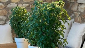 Taula de fusta amb tres plantes blanques en testos davant d'una paret de pedra amb una lluminària teixida penjant a dalt.