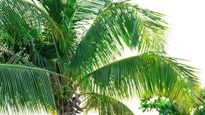 A couple sitting on wicker lounge chairs with a palm tree and lush greenery in the background. - Faro Escondido Pool&Jacuzzi OceanView in Fajardo (Fajardo)
