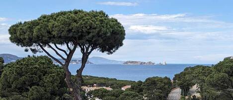 Paisaje costero con un árbol destacado al frente, vista despejada del mar y una isla en la distancia.
