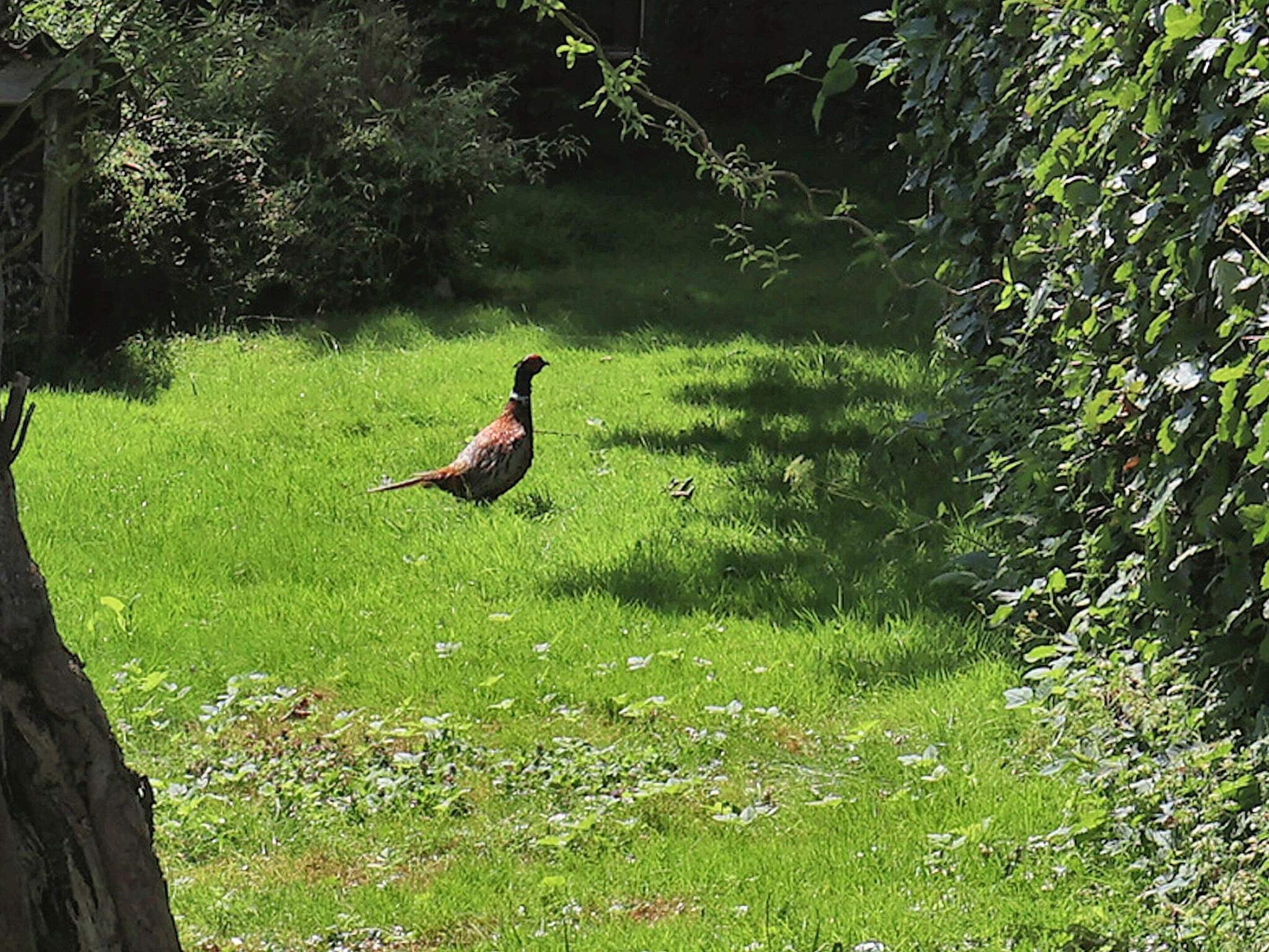 A bird in a grassy area with trees and shrubs.