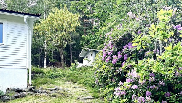Une maison avec un chemin qui y mène, entourée d’une végétation luxuriante et de buissons en fleurs.