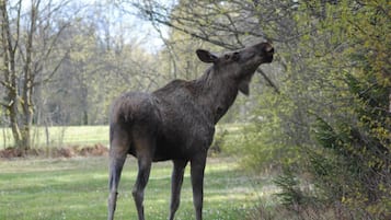 A moose standing in a grassy field with trees in the background.