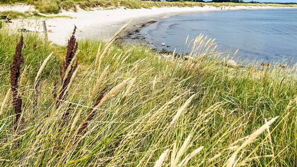 Beach - 4 Star Holiday Home in Hals (Hals)
