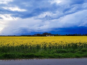 A field of yellow flowers with a house in the background under a cloudy sky. - 6 Person Holiday Home in Graested (Graested)