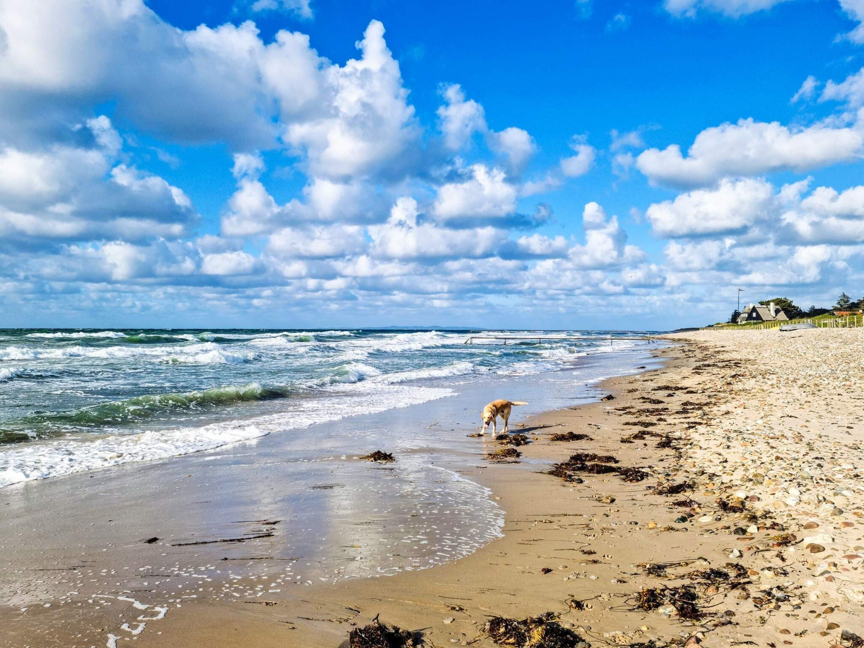 A beach with waves, a dog, and a house in the background.