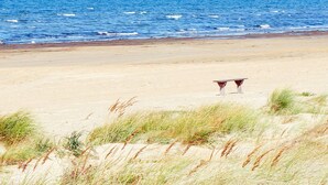 Ein Strand mit einer Holzbank und Dünen.