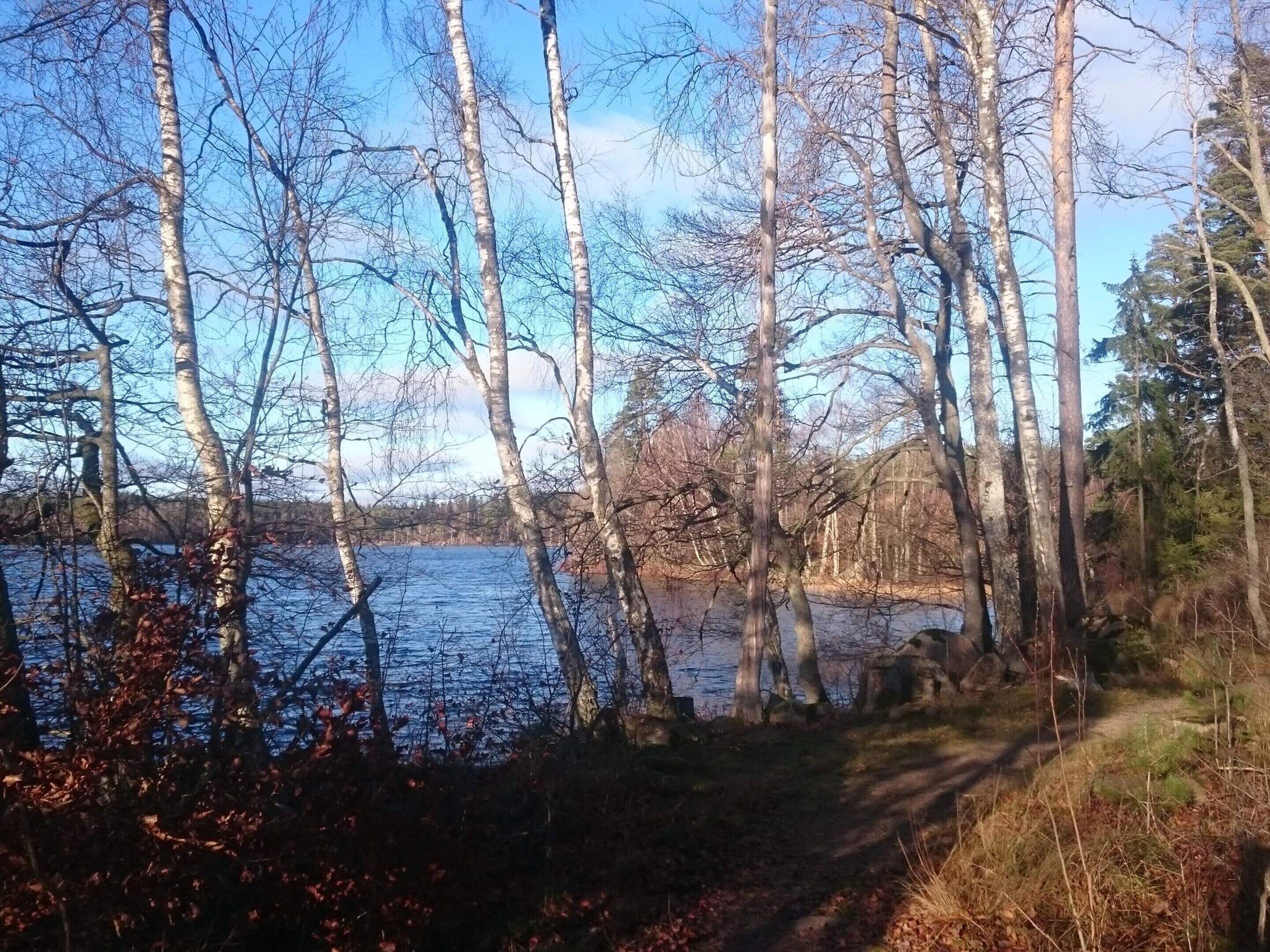 A forested area with a lake, a path, and a clear sky.