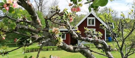 Eksteriør