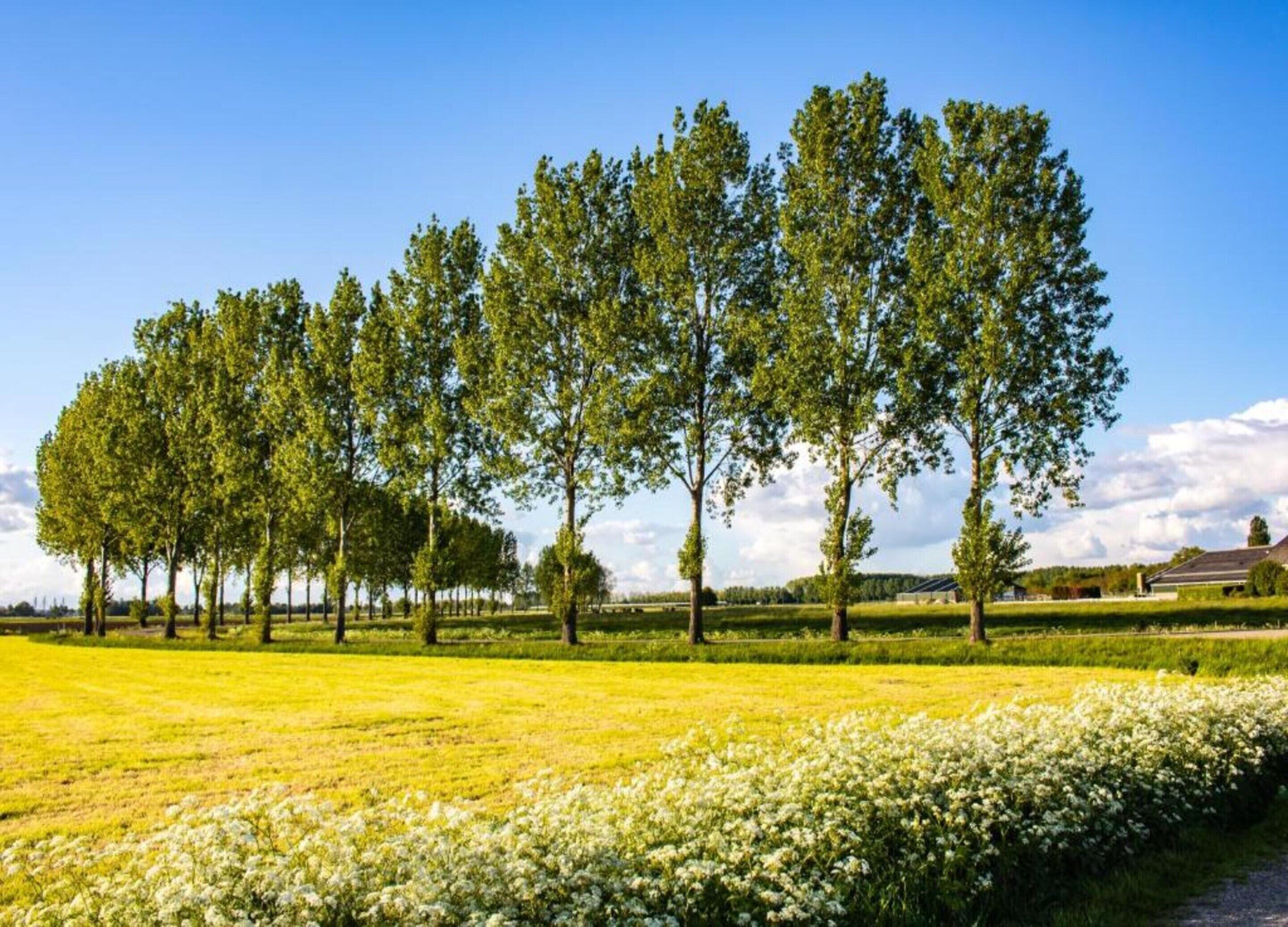 Ein Feld mit Baumreihen und einem Gebäude im Hintergrund.