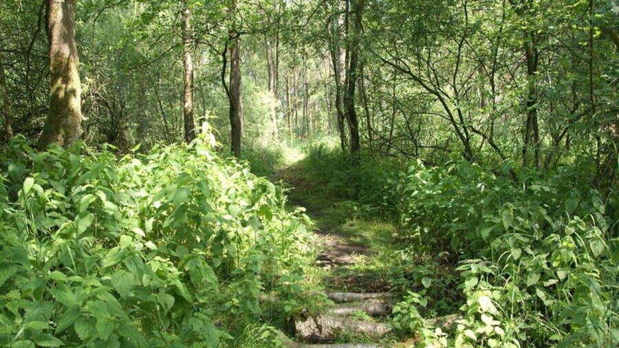 Getaway With Garden in Gelderland