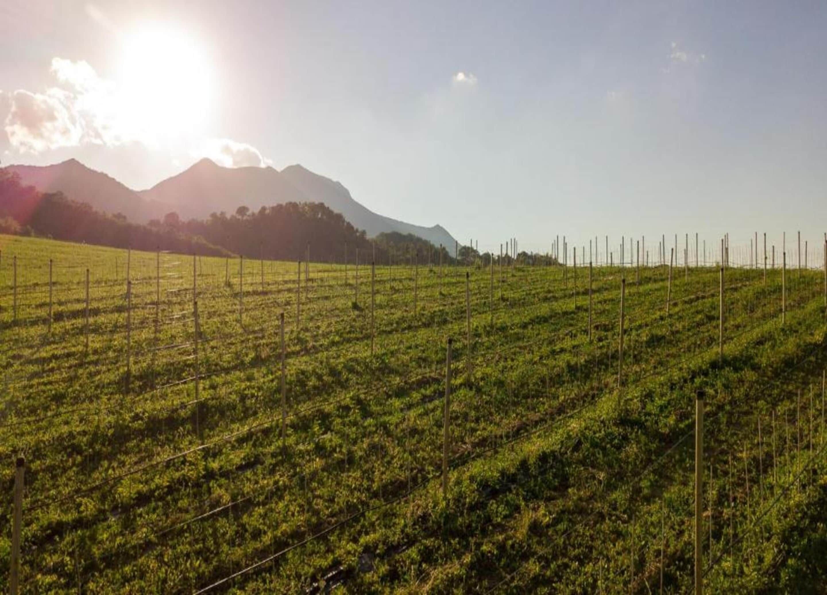 A vineyard with rows of grapevines and a mountain in the background.