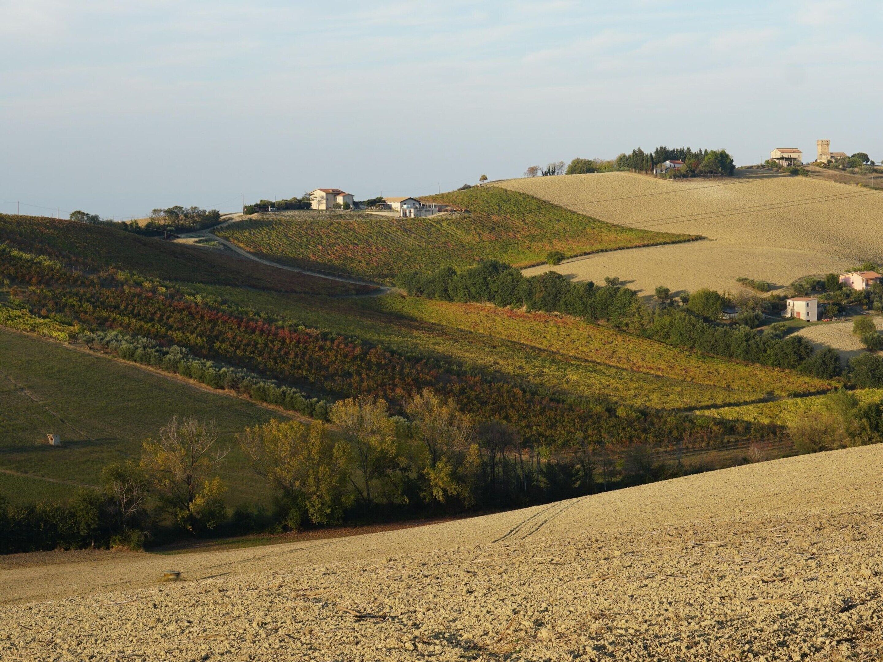A rural landscape with rolling hills, vineyards, and scattered buildings.