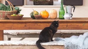 A wooden bench with a black cat sitting on it, a wicker basket, a bowl of apples, and a variety of pumpkins and gourds on a wooden table. - Farmhouse Tent in Marche Near Adriatic Sea (Fermo)