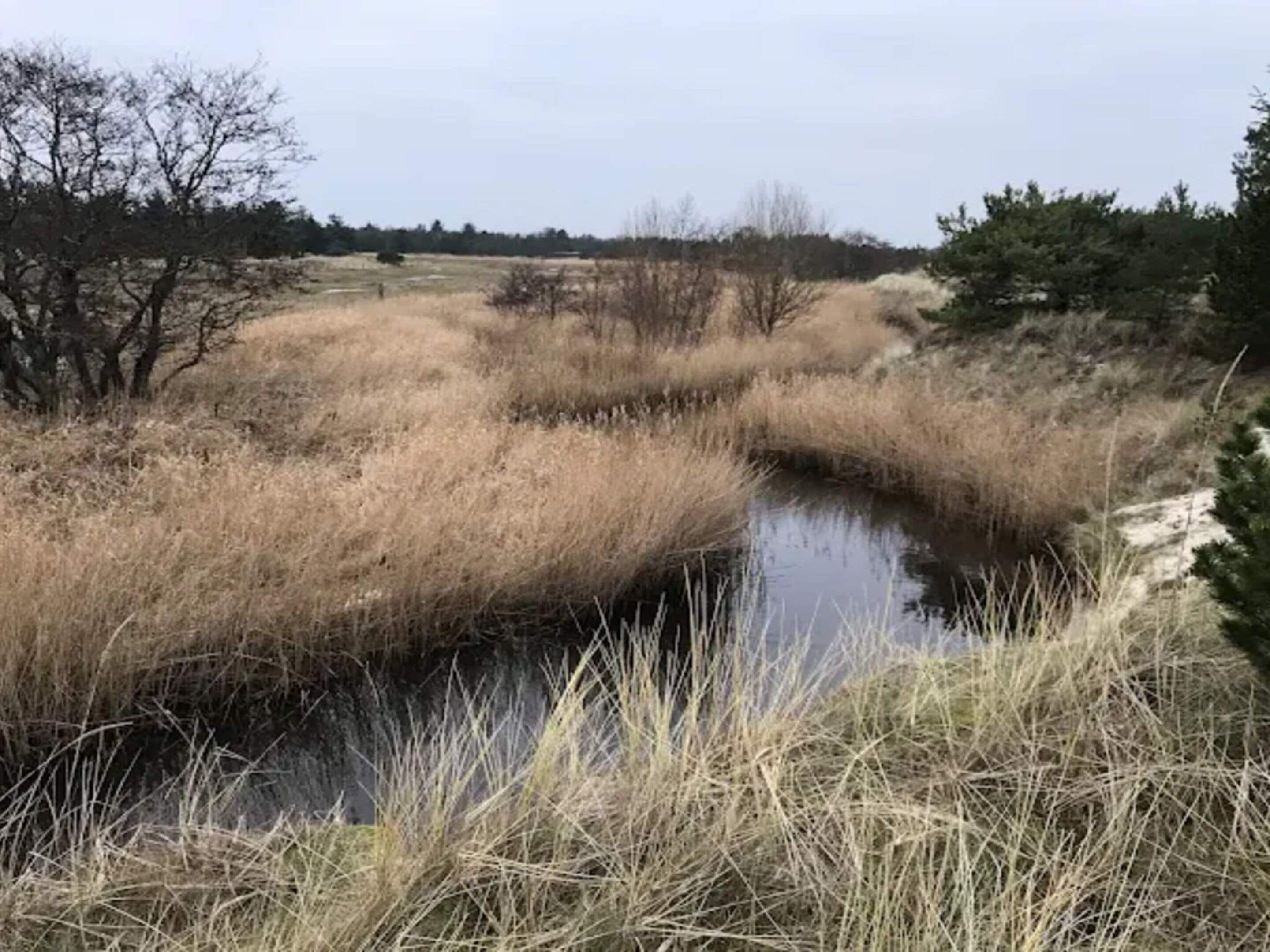 Eine natürliche Landschaft mit einem kleinen Gewässer, umgeben von trockenem Gras und vereinzelten Bäumen.