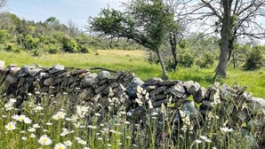 A stone wall with wildflowers and a tree in a grassy field. - 3 Person Holiday Home in Lottorp (Löttorp)