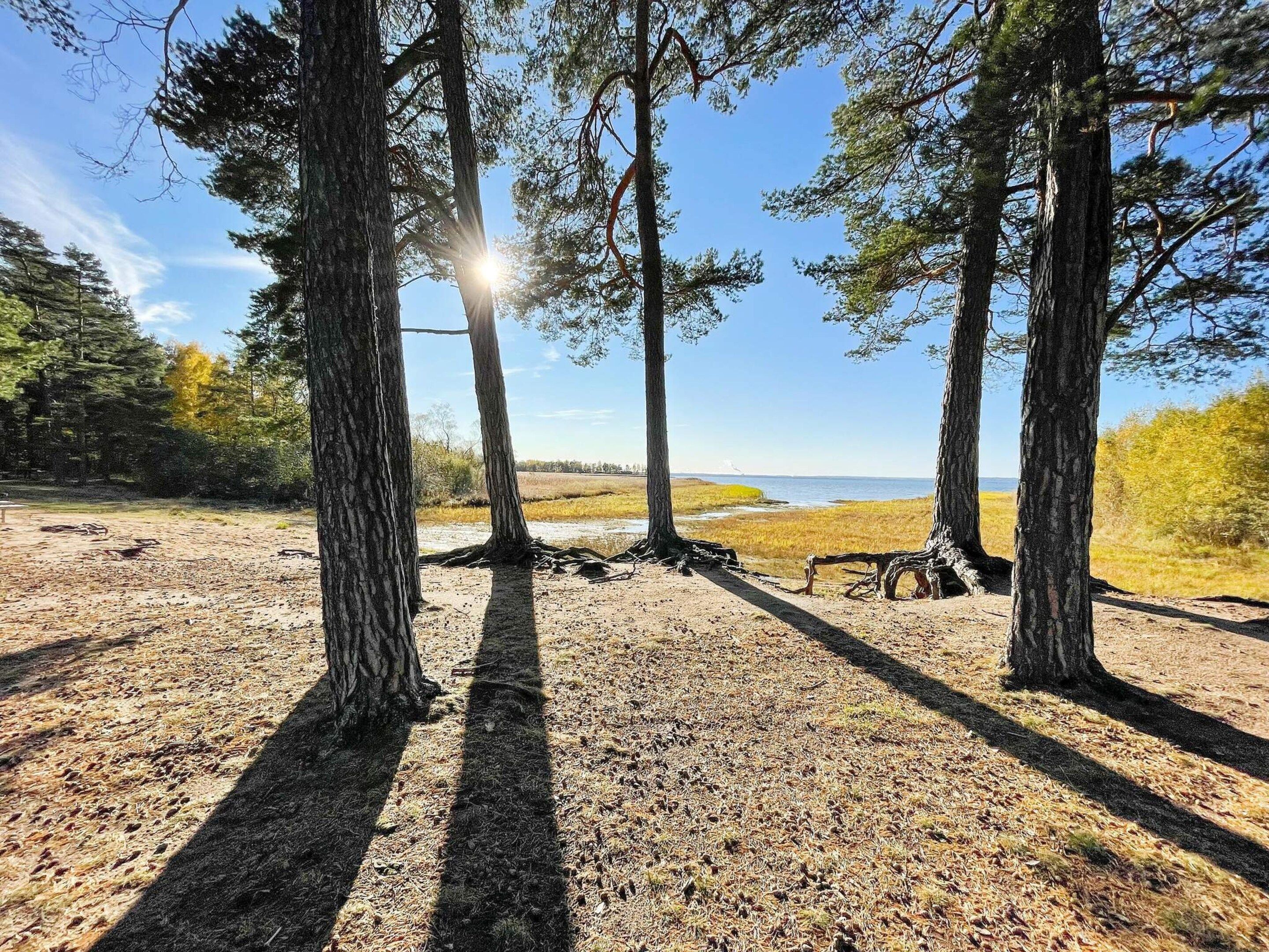 A natural landscape with trees, a dirt path, and a view of the water.
