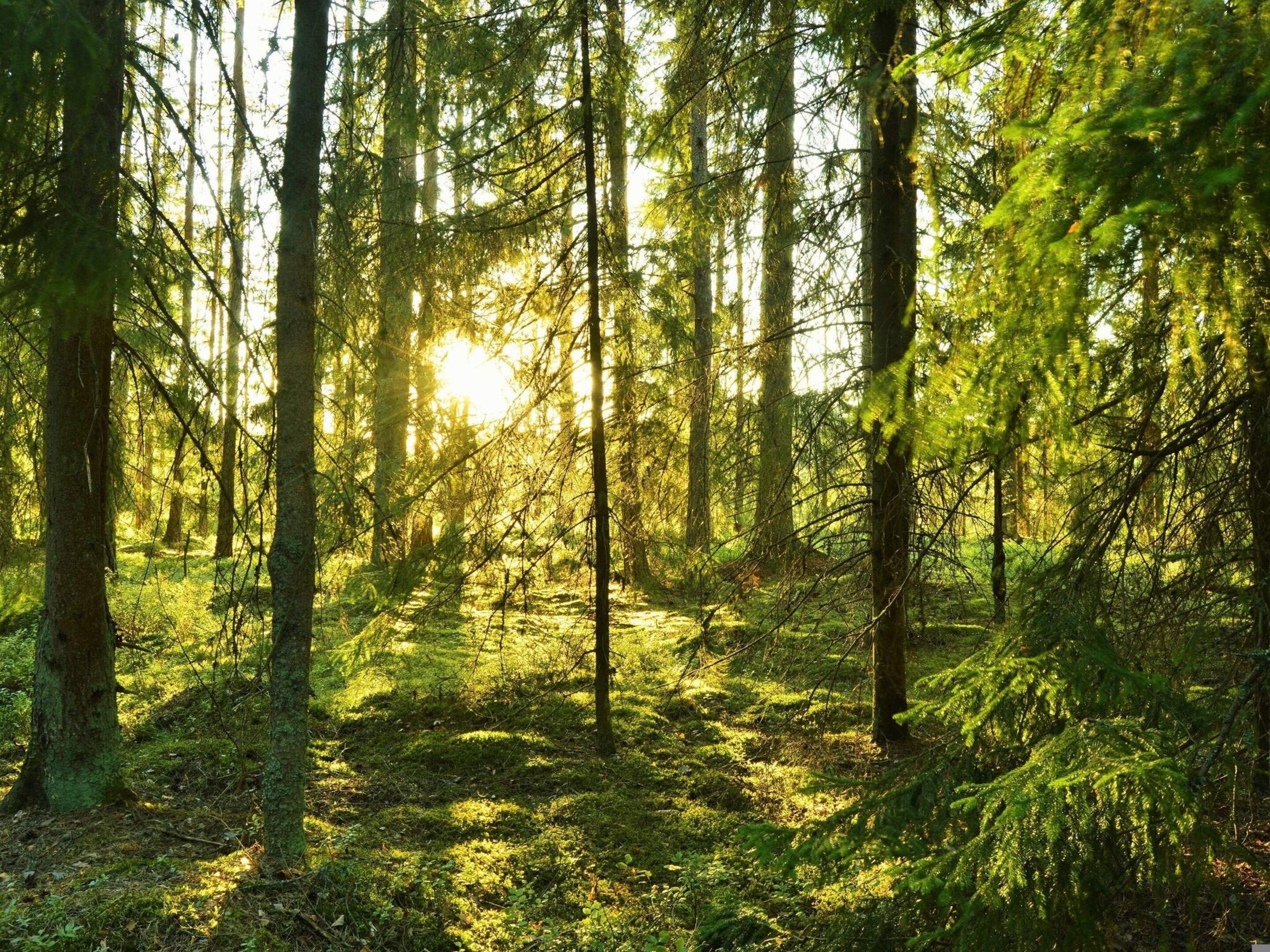 A forest with tall trees and sunlight filtering through.