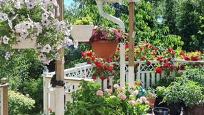 A wooden deck with potted plants and flowers, a white fence, and a pergola structure. - 4 Person Holiday Home in Arsta Havsbad (Haninge)