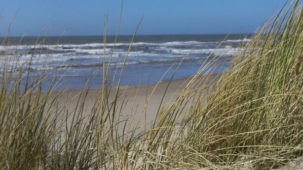 A beach with waves and grass in the foreground. - "sina" Comfortable Holiday Residence (Julianadorp)