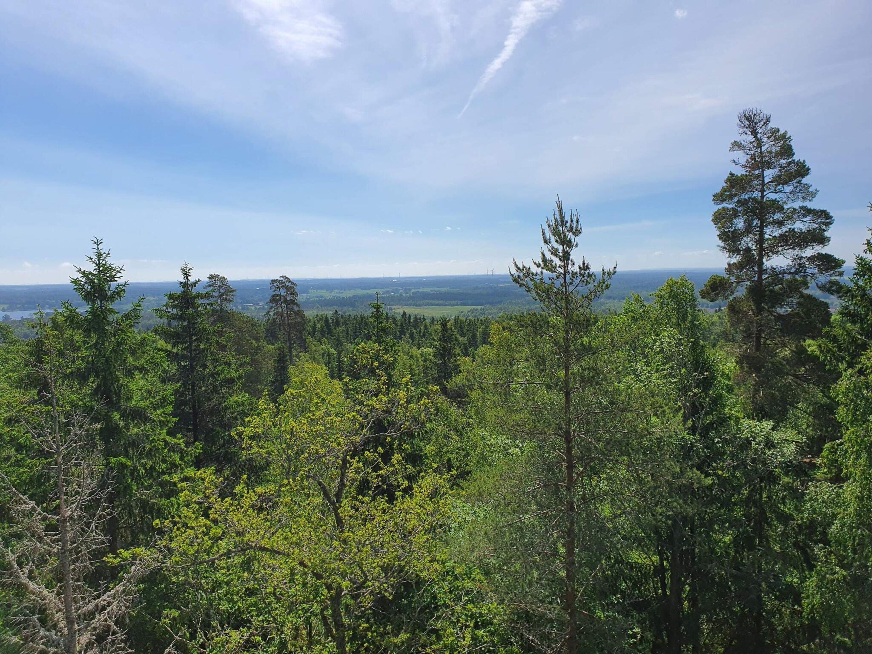 Eine bewaldete Landschaft mit freier Fernsicht.