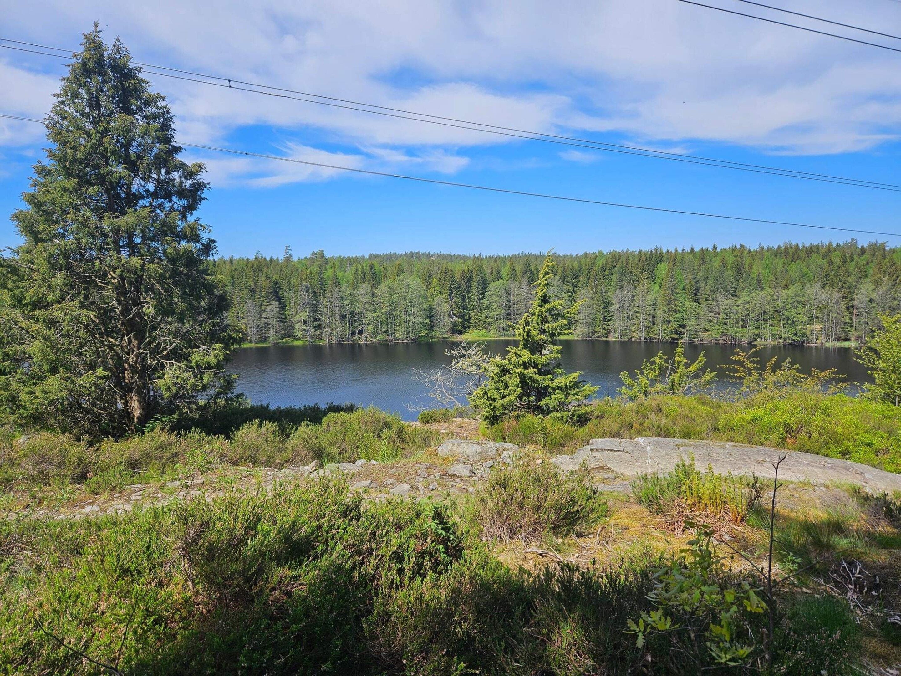 A natural landscape with a lake, dense forest, and a large tree.