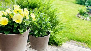 A garden with potted yellow flowers and green foliage. - 7 Person Holiday Home in Stillingson (Stillingsön)