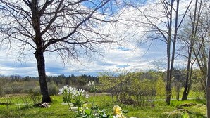 A garden with a large tree and various plants. - 6 Person Holiday Home in Herrang (Herräng)