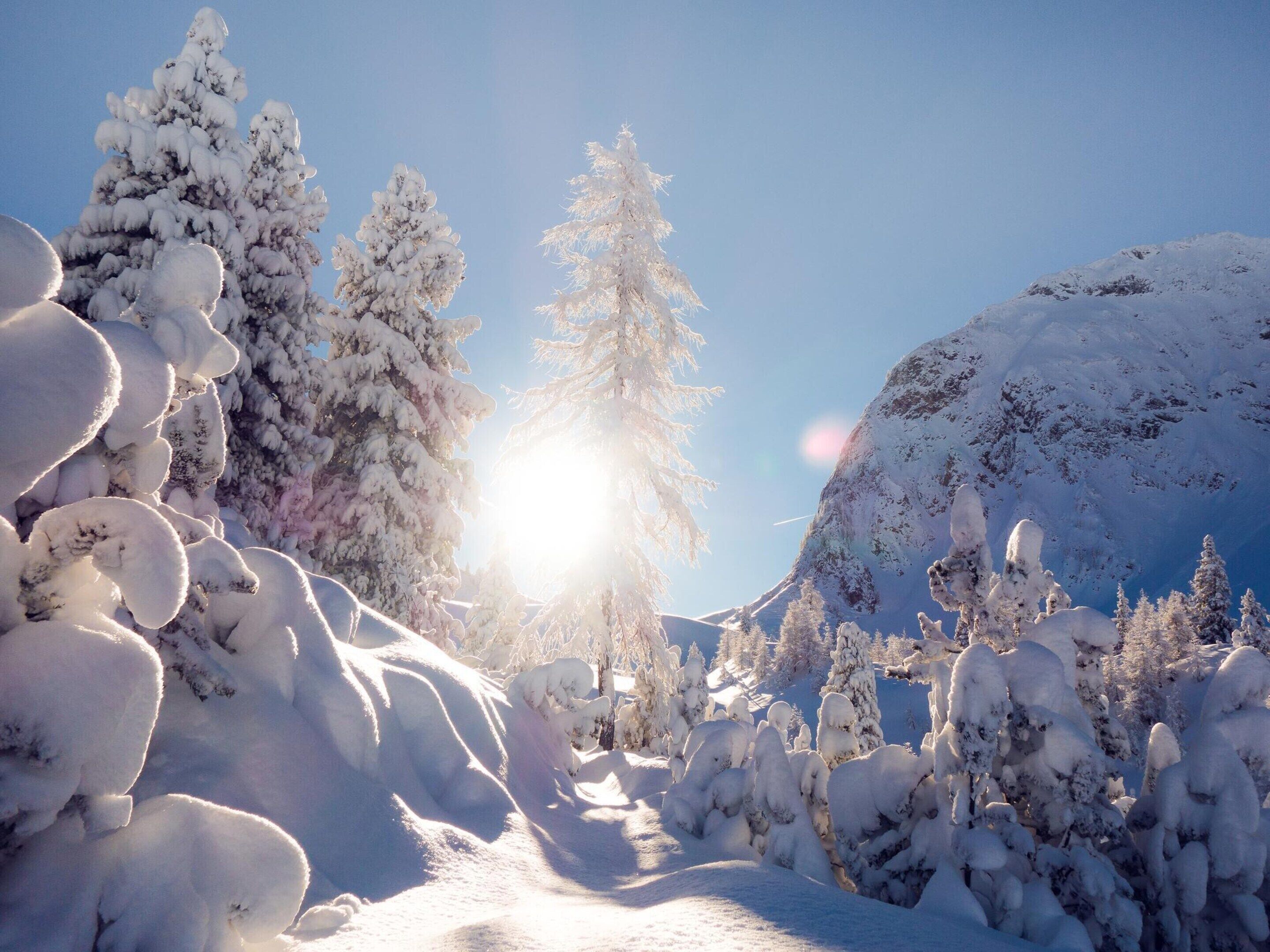 A snowy landscape with trees and a mountain.
