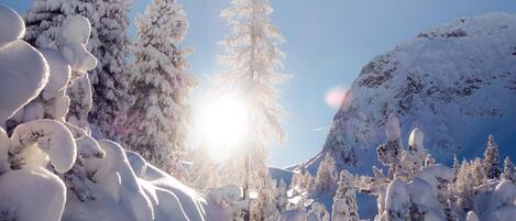 A snowy landscape with trees and a mountain.